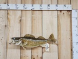 Walleye Real Skin Fish Taxidermy