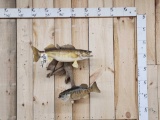 Walleye & Smallmouth Bass Real Skin Fish Taxidermy