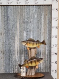 2 Perch Real Skin Fish Taxidermy