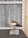 Egyptian Goose Full Body Bird Taxidermy