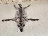 Alaskan Wolf Tanned Fur Taxidermy