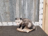 Opossum Full Body Taxidermy Mount