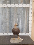 Magellan Goose Full Body Bird Taxidermy