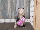 Opossum Eating Candy Taxidermy