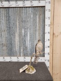 Eurasian Sparrow Hawk Full Body Bird Taxidermy