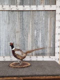 Ringneck Pheasant Full Body Bird Taxidermy