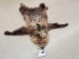 Alaskan Grizzly Bear Tanned Fur Taxidermy