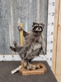 Raccoon On A Stripper Pole Taxidermy