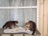 2 Raccoons Raiding A Fishing Creel
