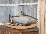 Giant Reproduction King Salmon Rocking Horse Fish Taxidermy