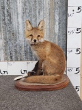 Baby Fox Kit Full Body Taxidermy Mount