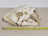 Reproduction Saber Tooth Tiger Skull