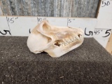 Chacma Baboon Skull Taxidermy