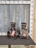 2 Raccoons Eating Peanut Butter & Cracker Jacks Taxidermy