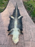 big 8' Tanned Alligator Skin Taxidermy