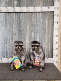 2 Raccoons Eating Cracker Jacks & Candy Taxidermy