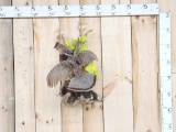 Ruffed Grouse In Flight Bird Taxidermy