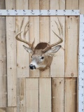 Main Frame 5x5 Whitetail Shoulder Mount Taxidermy