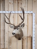 4x4 Mule Deer Shoulder Mount Taxidermy