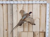 Flying Pheasant Taxidermy Mount