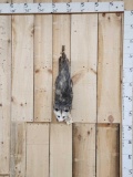 Opossum Hanging By Its Tail Taxidermy