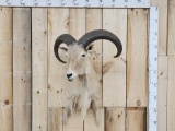 Aoudad Barbary Sheep Shoulder Mount Taxidermy