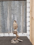 Eurasian Sparrow Hawk Full Body Bird Taxidermy