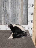 Baby Skunk Full Body Taxidermy Mount