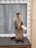 Standing Otter Full Body Taxidermy Mount