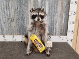 Raccoon Eating Candy Taxidermy