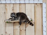 Raccoon Relaxing On A Limb Taxidermy