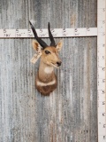 African Bush Buck Shoulder Mount Taxidermy