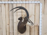 African Sable Antelope Shoulder Mount Taxidermy