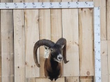 Mouflon Ram Sheep Shoulder Mount Taxidermy