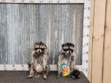 2 Raccoons Eating Candy & Peanut Butter Taxidermy