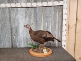 Bearded Hen Turkey Full Body Bird Taxidermy