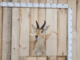 African Mountain Reedbuck Shoulder Mount Taxidermy