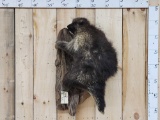 Porcupine Full Body Taxidermy Mount