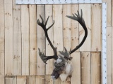 Extra Nice Caribou Shoulder Mount Taxidermy