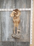 Ram Sheep Half Body Taxidermy Mount