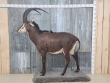 African Sable Antelope Full Body Taxidermy Mount