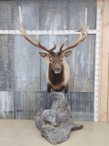 Spectacular Elk Pedestal Taxidermy Mount