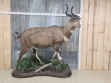 Spectacular African Mountain Nyala Full Body Taxidermy Mount