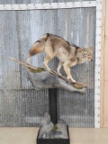 Beautiful Coyote Full Body Pedestal Taxidermy Mount