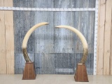 Set Of Reproduction Elephant Tusks Taxidermy