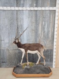 Indian Black Buck Full Body Taxidermy Mount