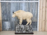 Mountain Goat Full Body Taxidermy Mount