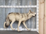 Alaskan Wolf Full Body Taxidermy Mount