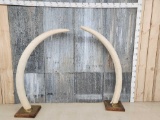 Reproduction Elephant Tusks Taxidermy