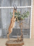 African Gerenuk Full Body Taxidermy Mount